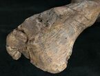 Edmontosaurus Metatarsal (Toe Bone) - #10936-5